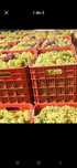 Struguri de vin toate soiurile oferim transport