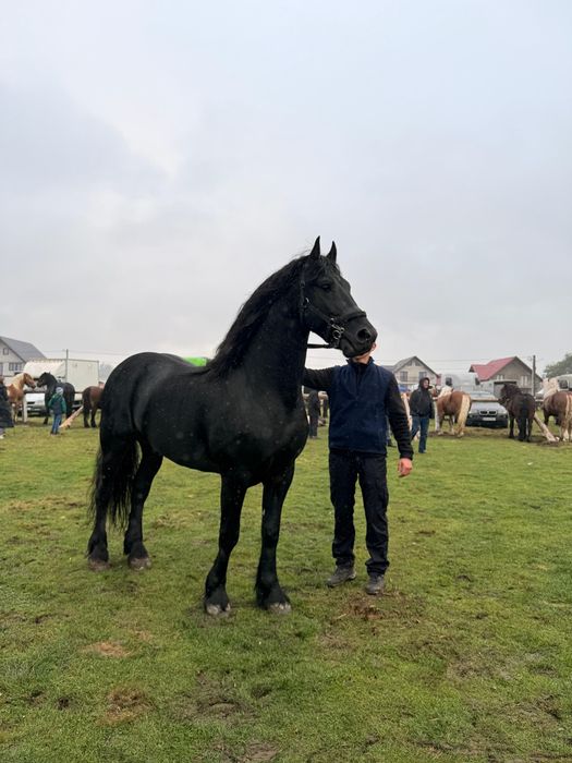 Friesian de vanzare