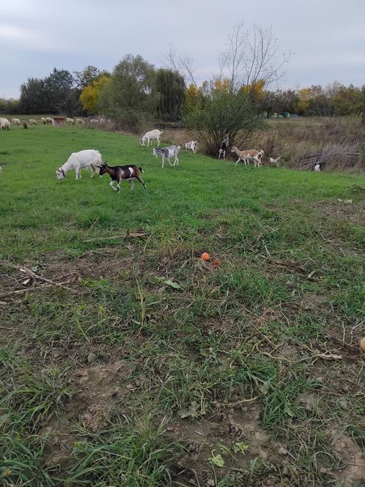 Vând capre gestante