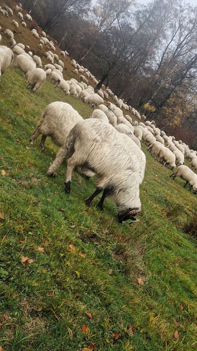 Vând berbec stramior