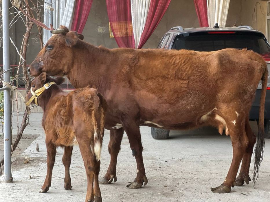 Ona bola sigir sotiladi она бола сигир