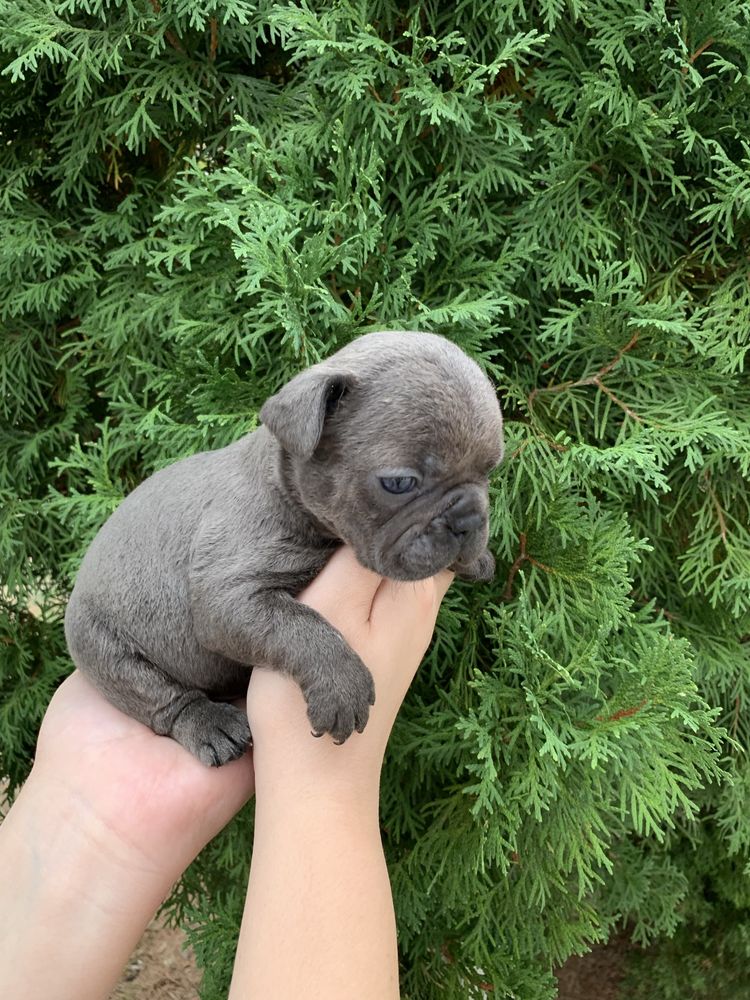 Френски Булдог French Bulldog