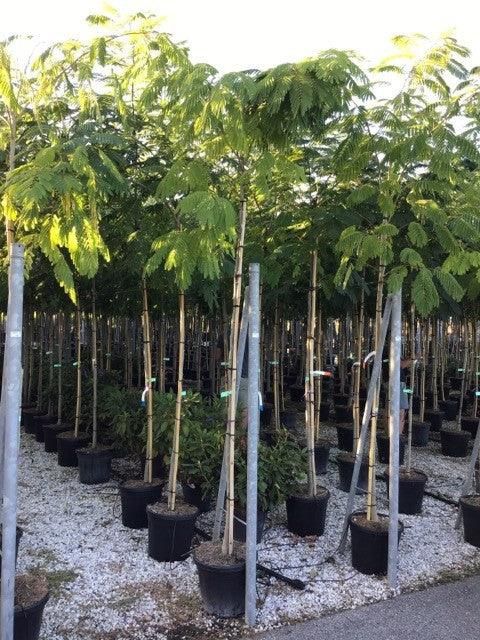 Vând arbori de mătase la ghiveci  frumos dezvoltați