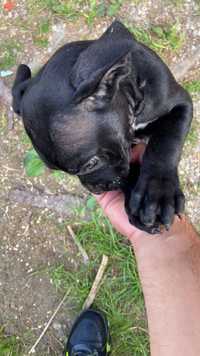 Cane Corso, 8 luni, cu pedigree