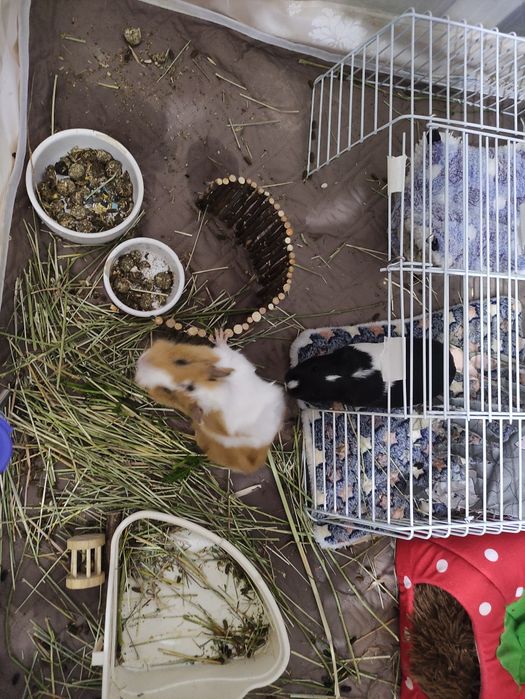 Продам морских свинок недорого