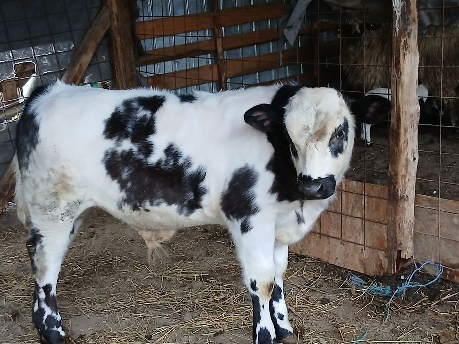 Vând vitei de carne