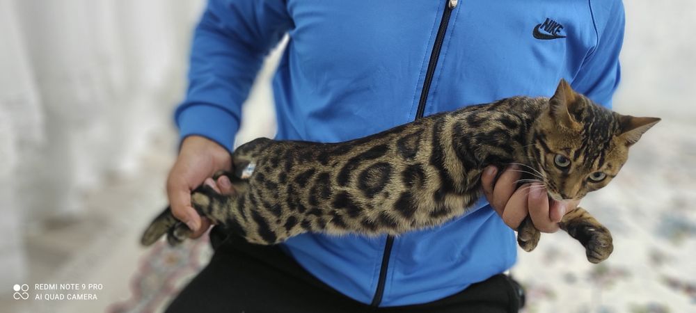 Bengal zotli mushuklar zotlari toza
