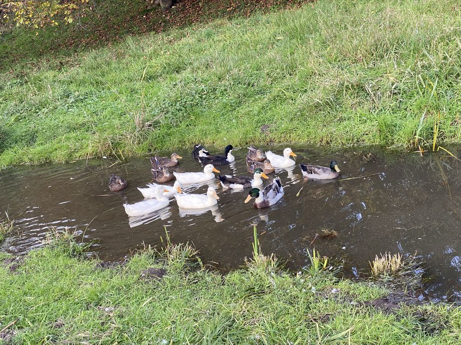 vabd rate rowen mature