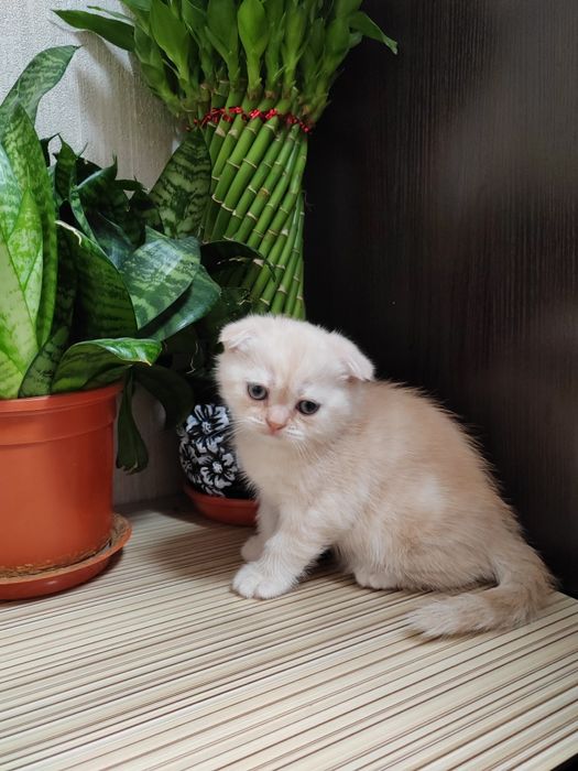 Шотландская Скоттиш Фолд девочка.