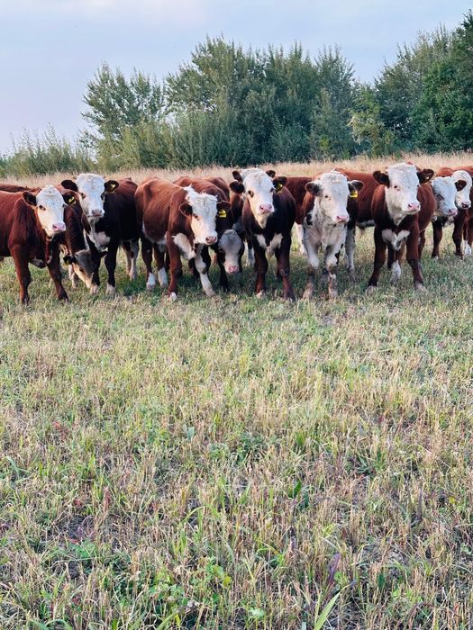 Продам красно бело Головых бычков