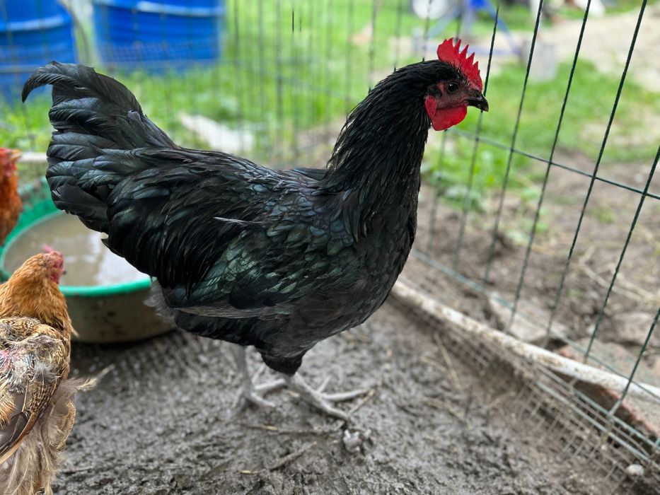 Cocoși tineri 2025 mătase japoneză / australorp