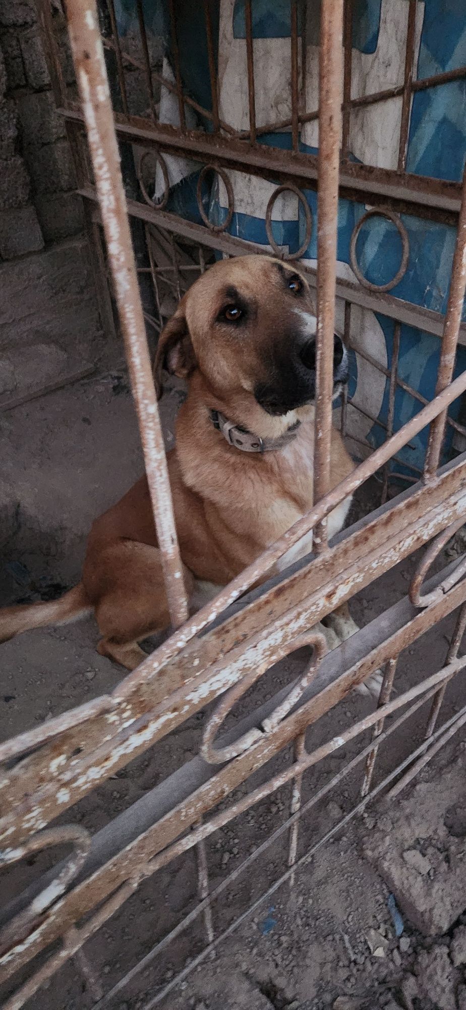 Alabay Sobaka ,it, kuchuk ,  TURK,KAZAX arapash paroda