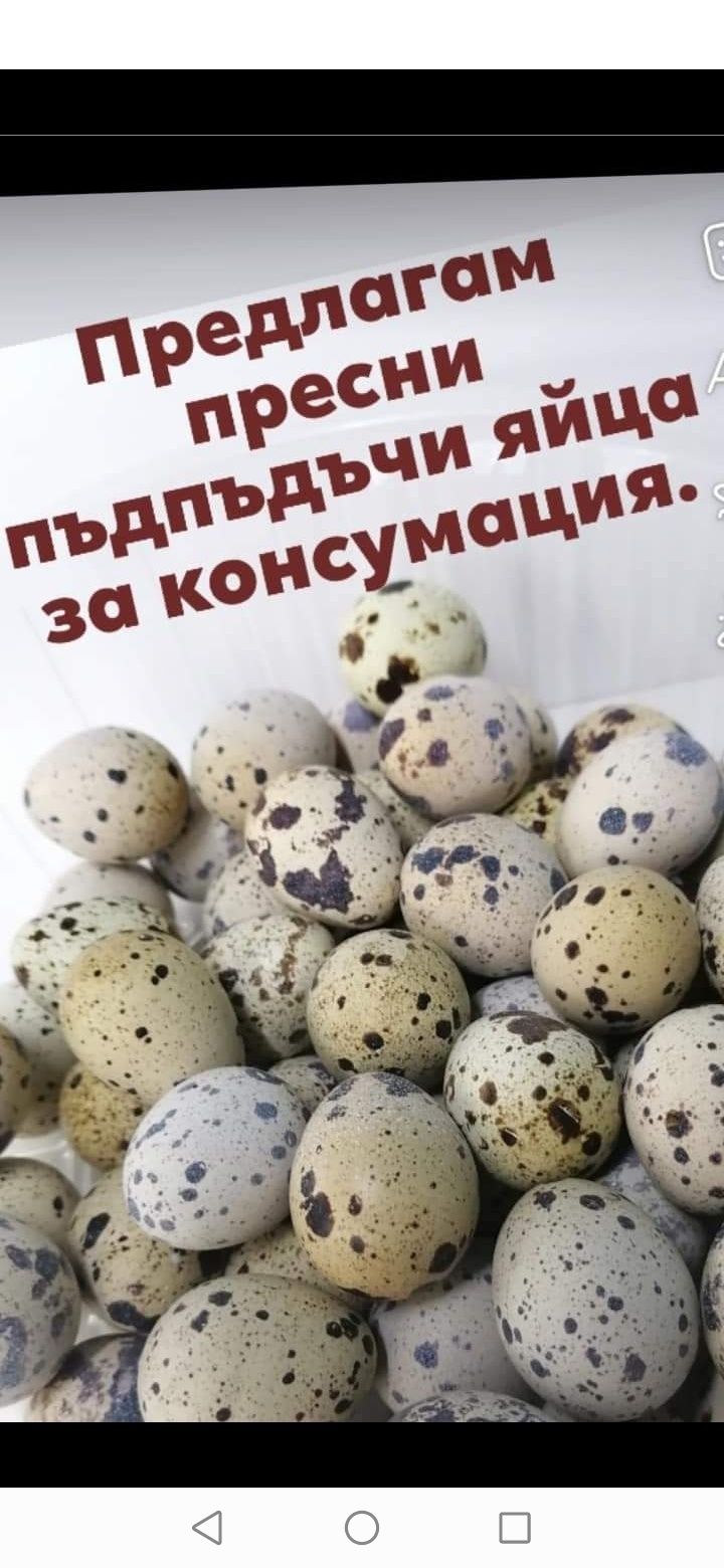 Пресни Яйца от пъдпъдъци