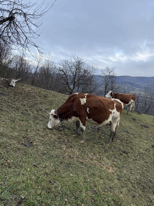 Vând două juninci la a doua fătare