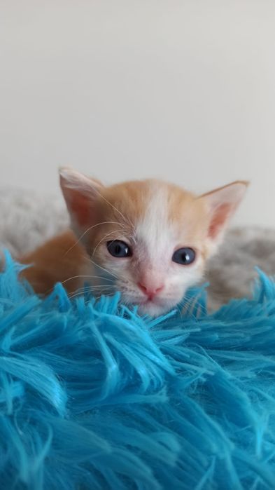 Котики и кошечки ждут любящих хозяев