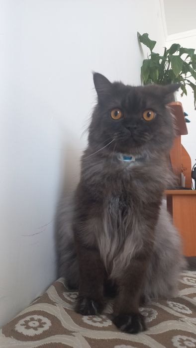 Потерялся кот под именем торри