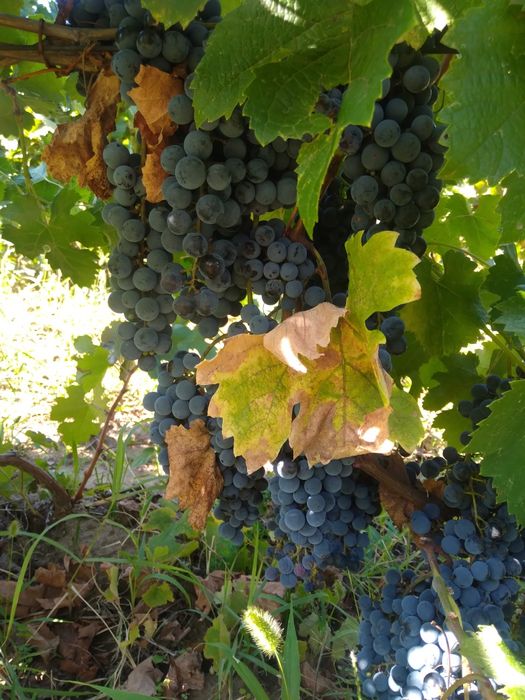 Struguri merlot pentru vin calitate bună