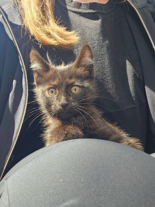 Филя в поисках дома! Ташкент!