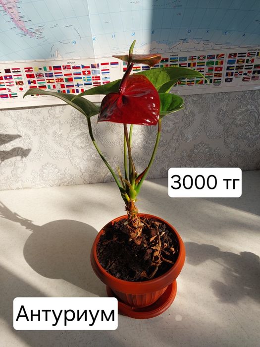 Продам цветы комнатные