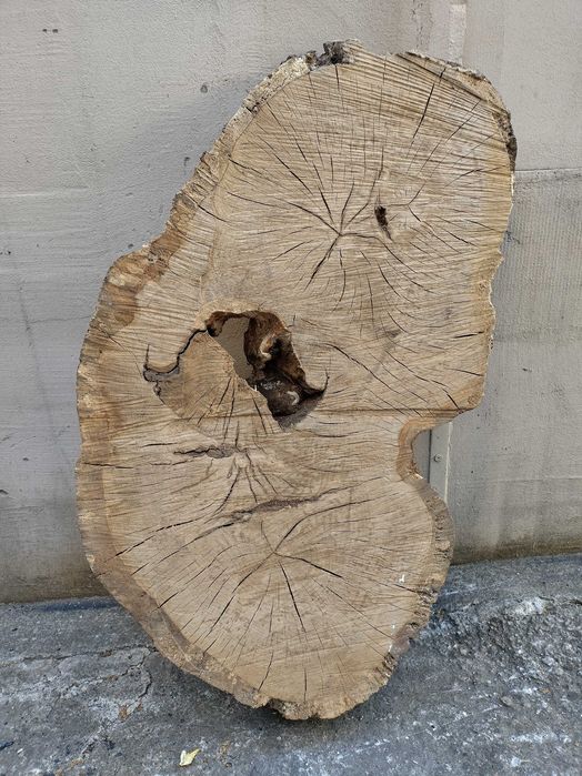 Rondele rădăcină de stejar/ felii rădăcină stejar