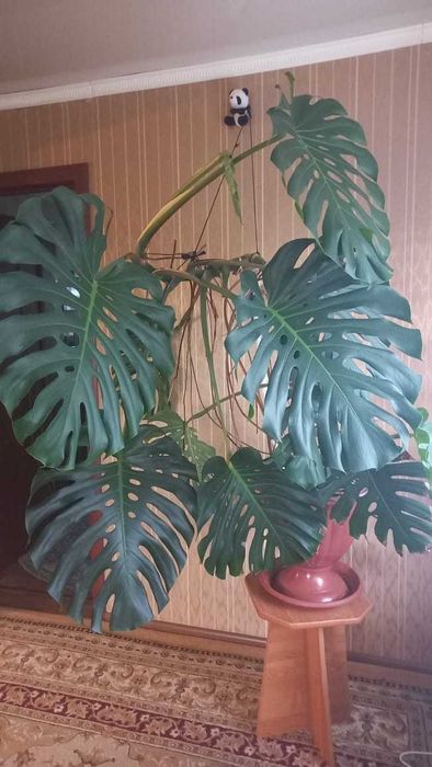 Комнатное растение Монстера