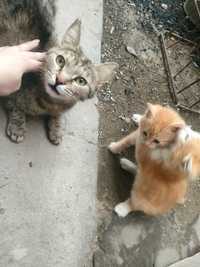 Кошка с Котятами