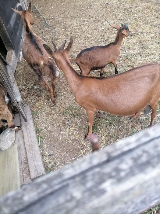 Capre alpina franceza