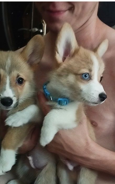 В продаже вельш пемброк корги