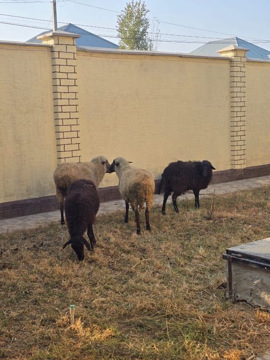 Гемшир қой , қойлар