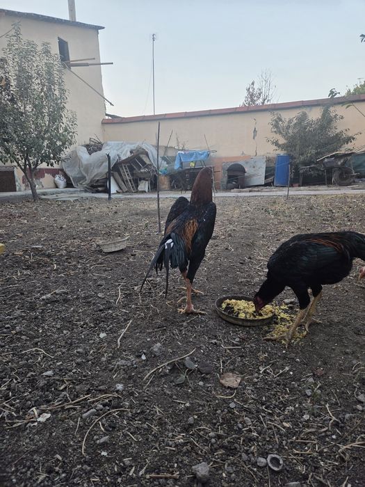 Srochna Dakanni oppo dodasi sotiladi