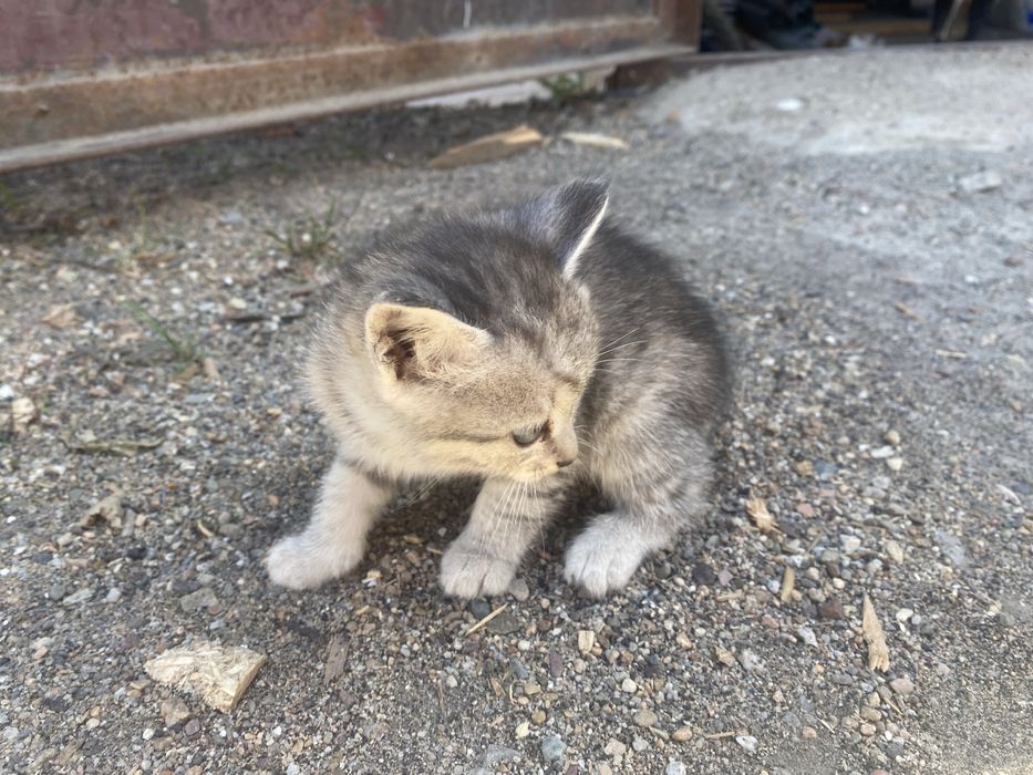 Одам котят бесплатно