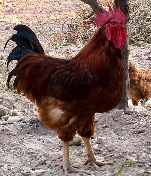 Ханхяп хўроз сотилади