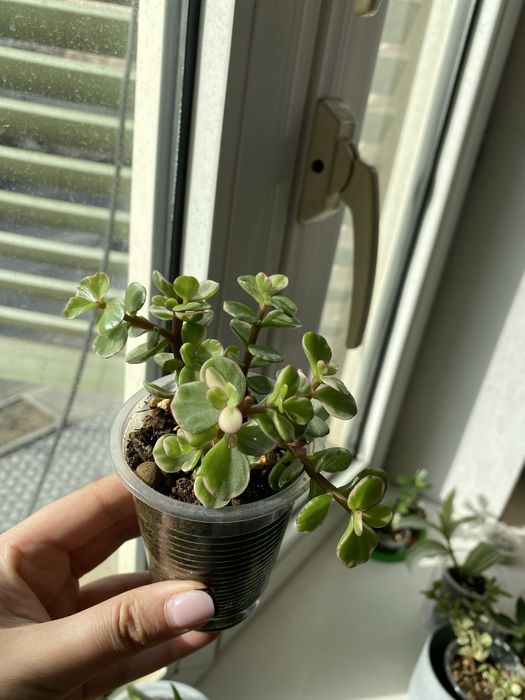 Крассула (полтуракария арфа)