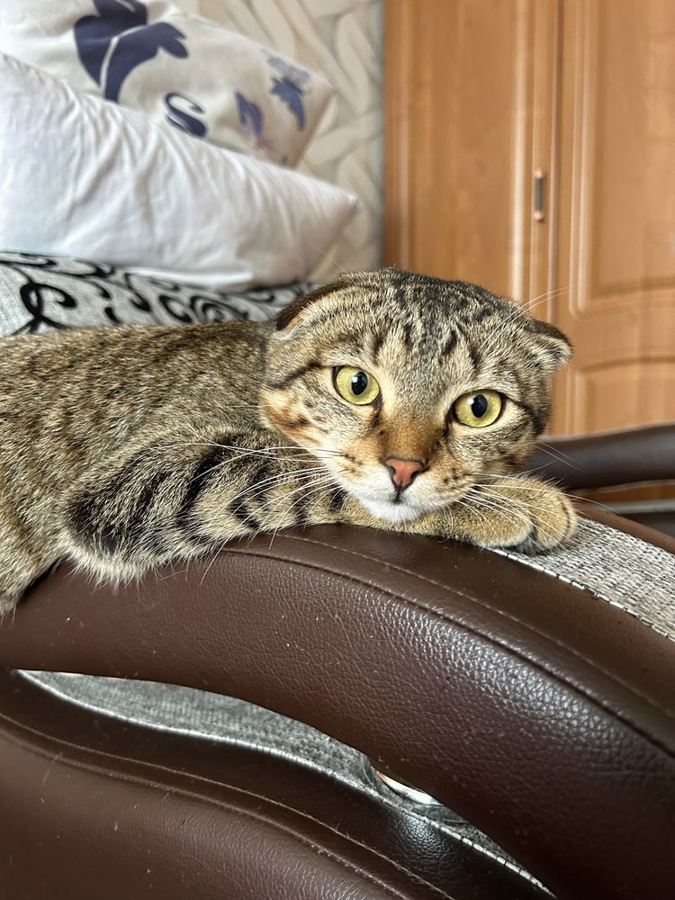 отдаем кота бесплатно