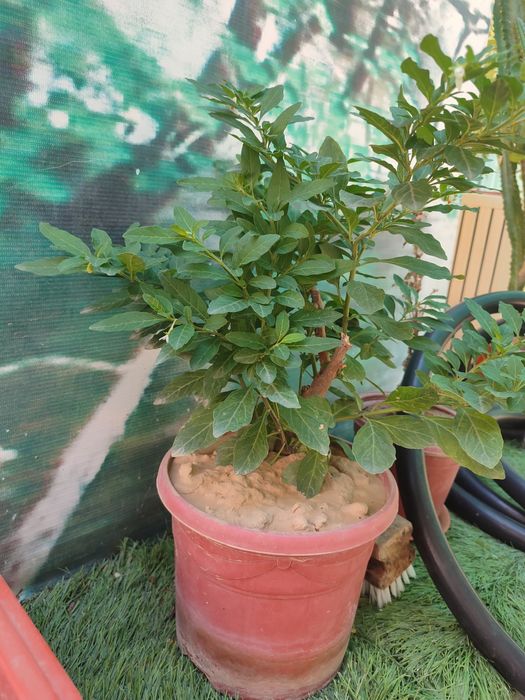 Срочно продам цветы