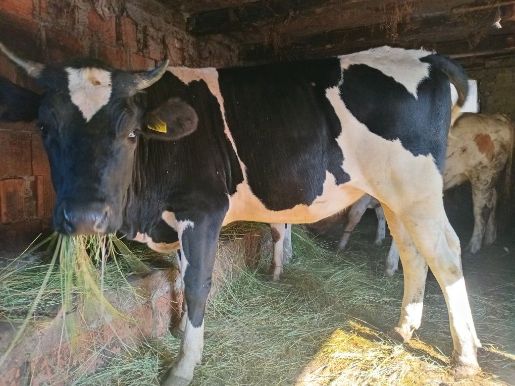De vanzare 4 juninci