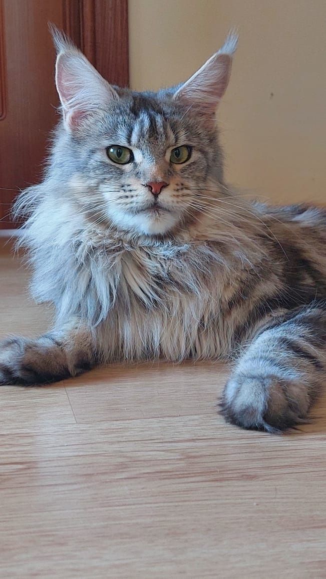 Котята Мейн-кун из Питомника в Рассрочку!