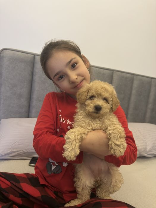 Продам щенкп породы мальтипу. Девочка. Прививки и паспорт имеется