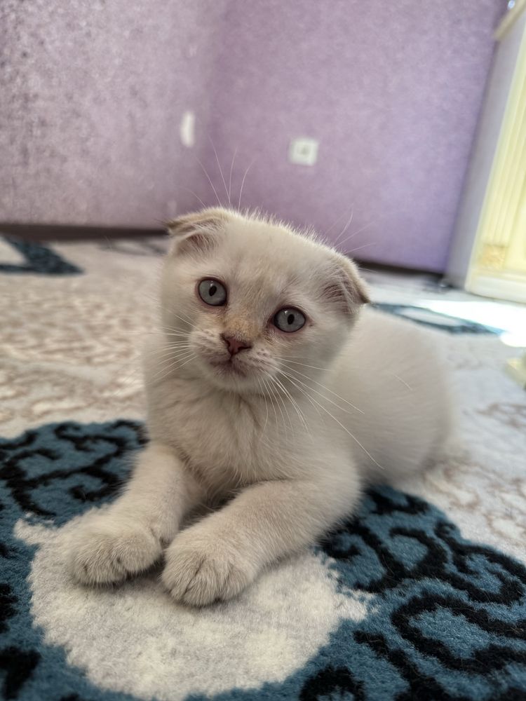 Шотландские котята продаются