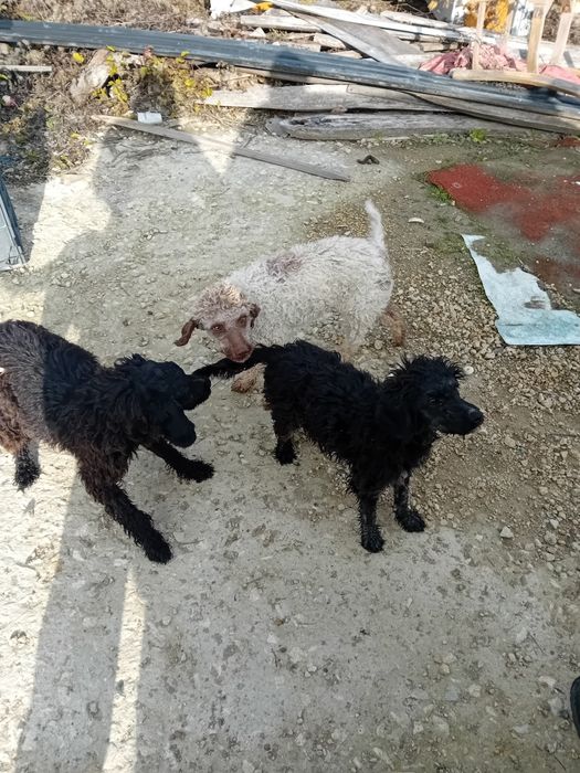 Логото романьол  кучета