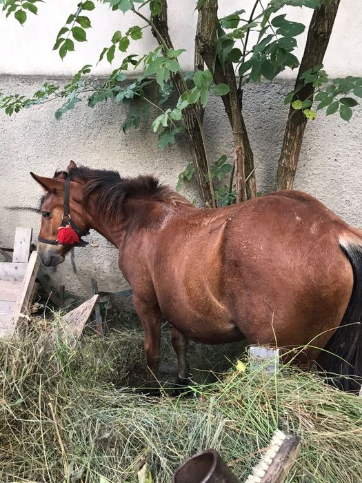 Mânză de vânzare