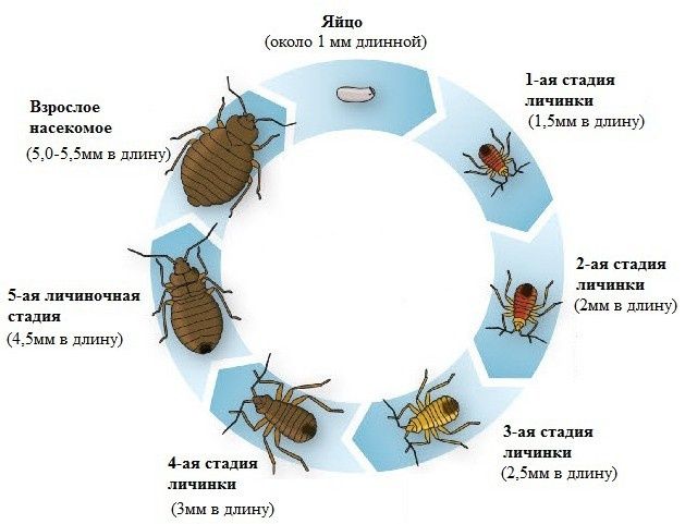 Дизинфекция dizinfeksiya клопы таракан