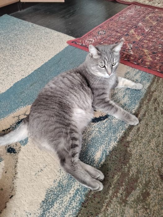 Отдам кота крысолова