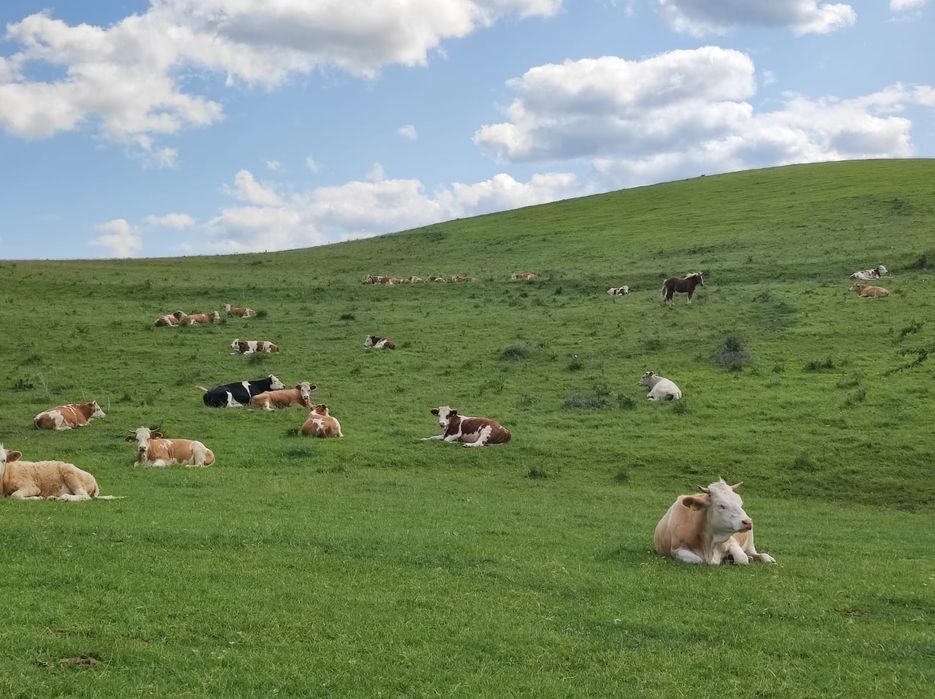 Vând vaci bălțate