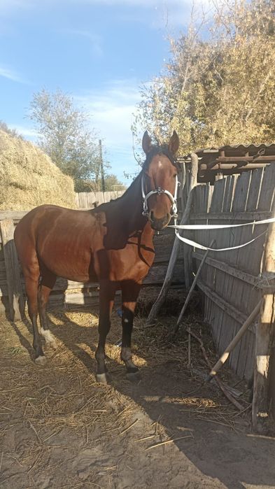 Айгыр сатамын 3,5 жасар 4 ке шыгат