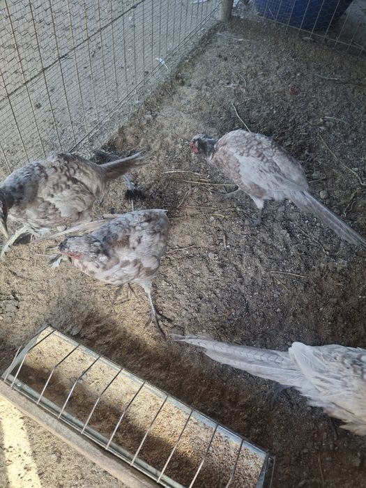 Vând sau schimb fazani comuni pe albastru