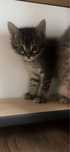 Motanel spre adoptie!
