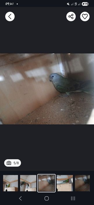 Tayyor pefchi sotiladi 500 ming