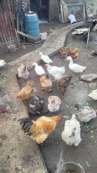 Rate de casa de vanzare