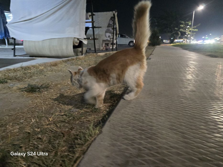 Mushukcha 5 oylik pul zarur